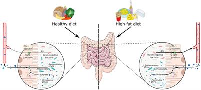 Gut Microbiome, Inflammation, and Cerebrovascular Function: Link Between Obesity and Cognition